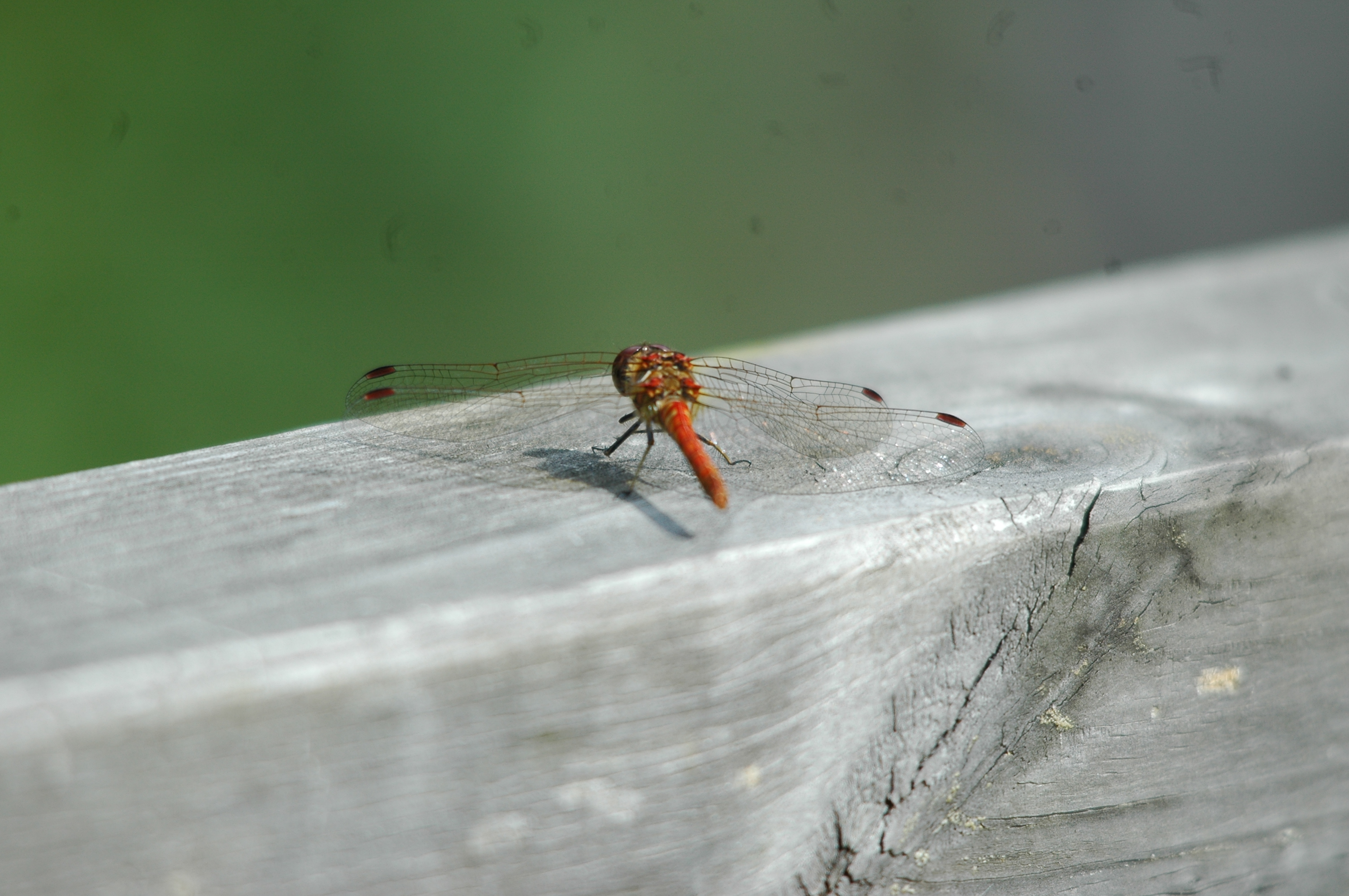 photos/wildlife/Invertebrate_Species/Dragonflies/Common Darter/dsc_2372.jpg